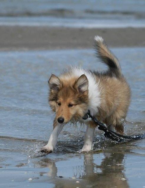 Collie langhåret Kahla billede 17
