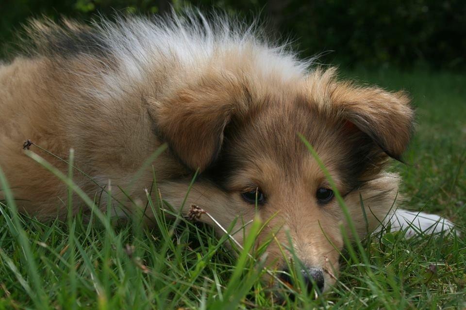Collie langhåret Kahla billede 18