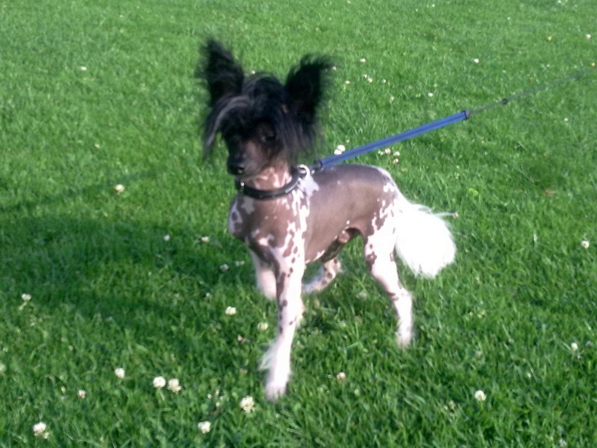 Chinese crested hårløs Calle - My little Pony billede 43