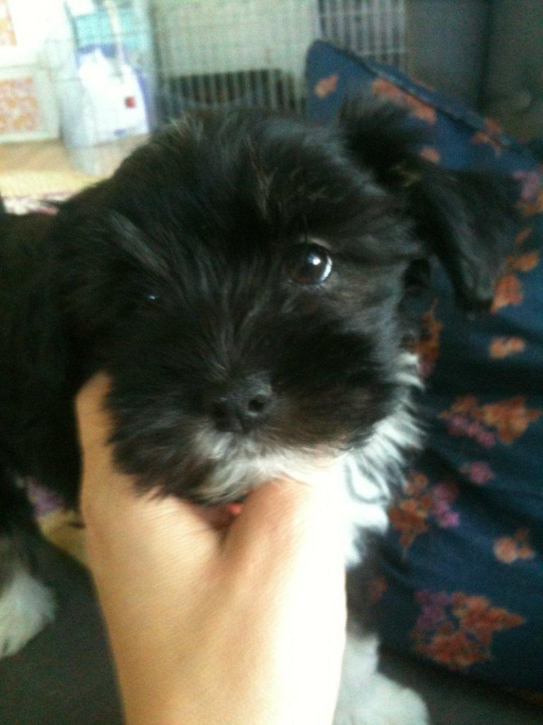 Blanding af racer Bella billede 2