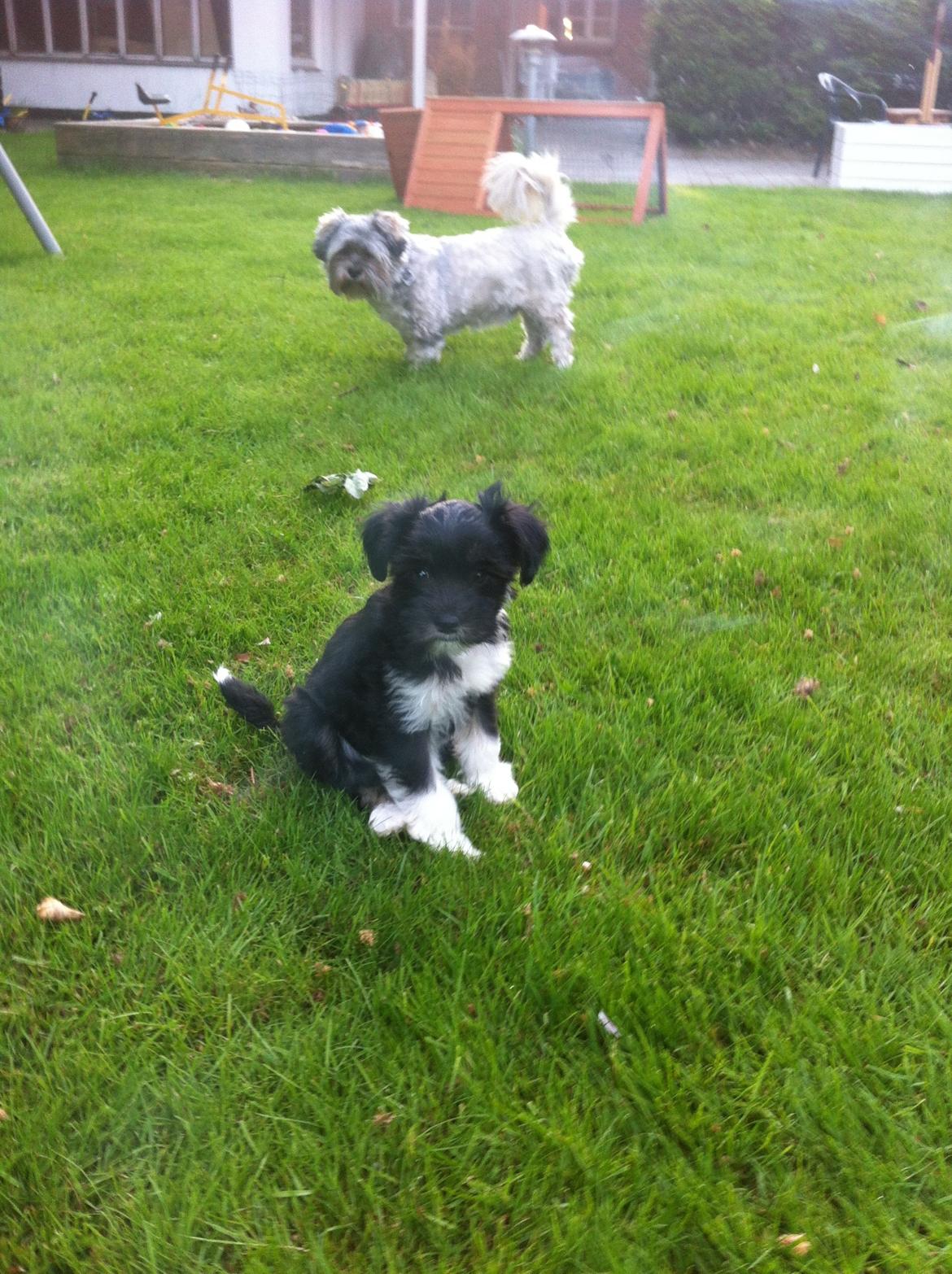 Blanding af racer Bella billede 3