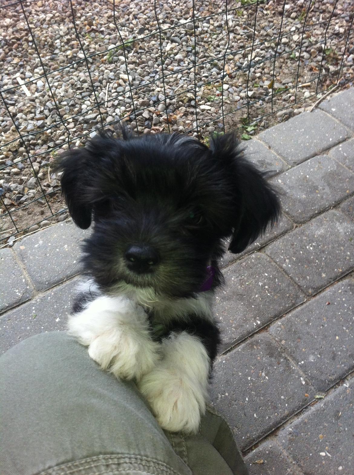 Blanding af racer Bella billede 4