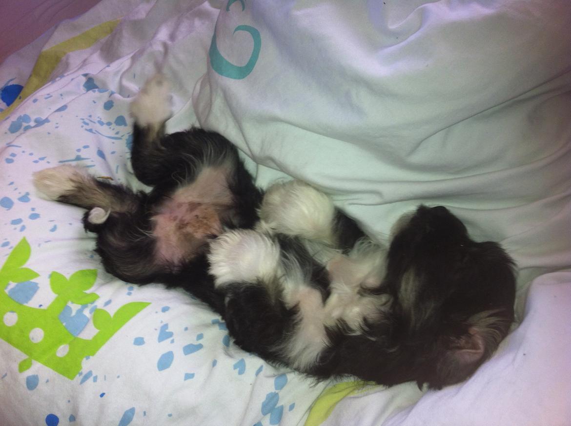 Blanding af racer Bella billede 5