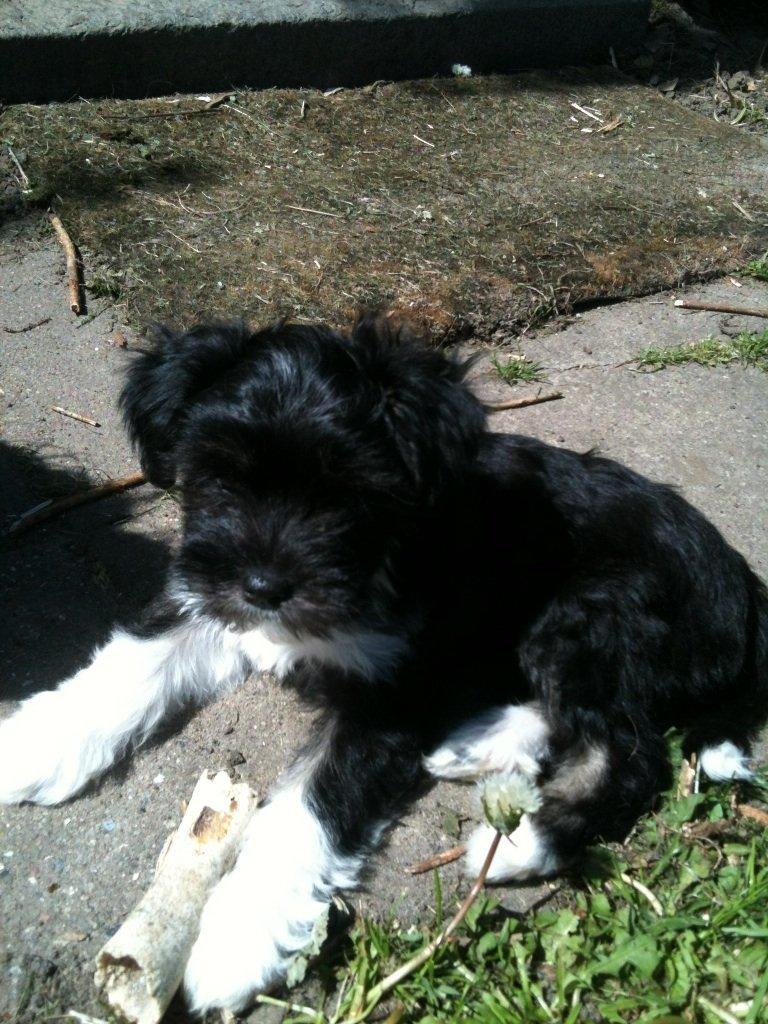 Blanding af racer Bella billede 6