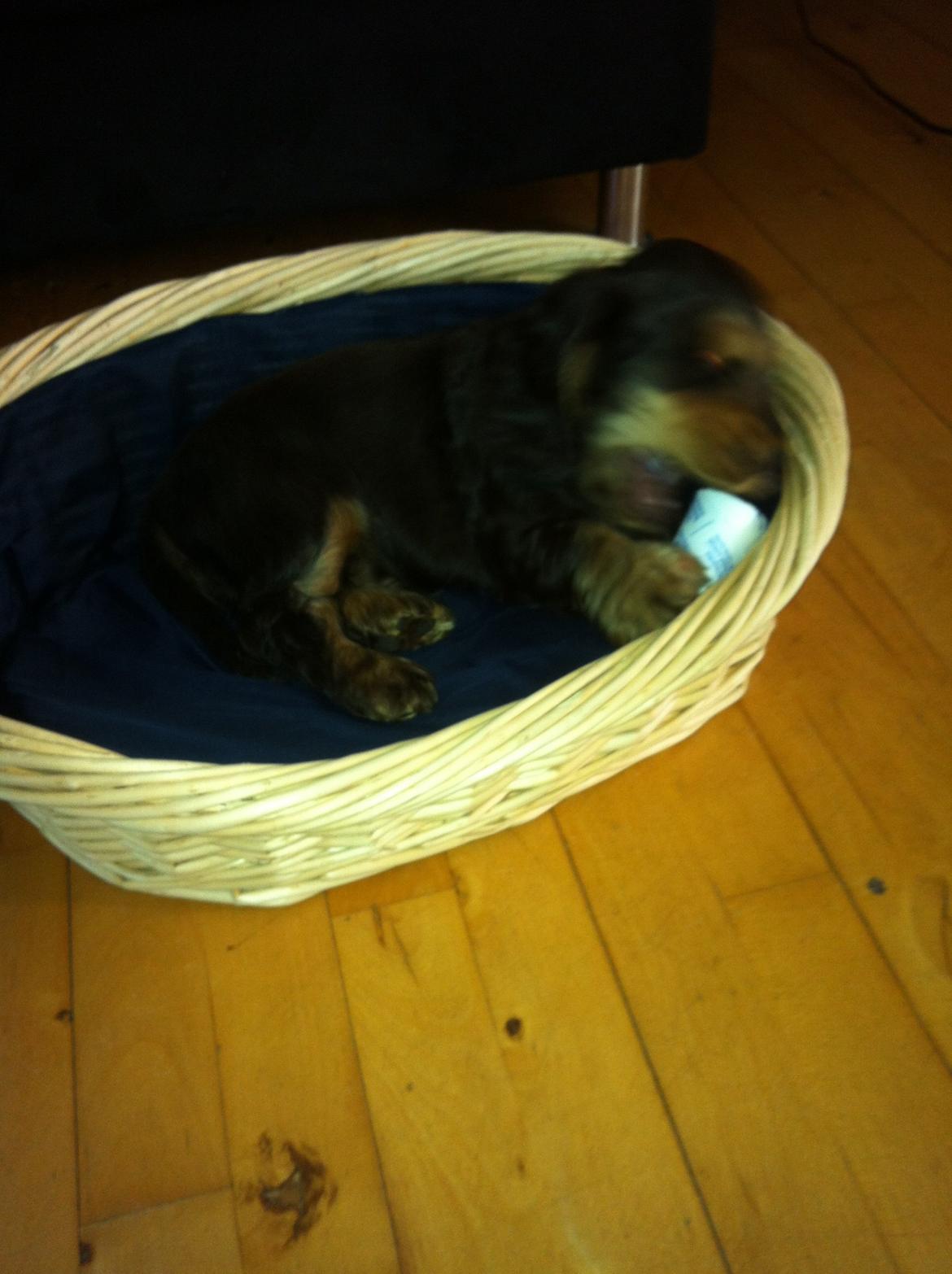 Cocker spaniel Dexter Breum (Silent Dawn Amazing Zack) billede 1