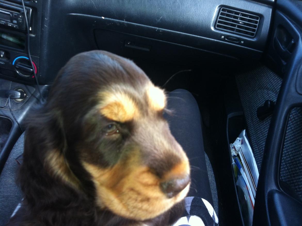 Cocker spaniel Dexter Breum (Silent Dawn Amazing Zack) billede 2