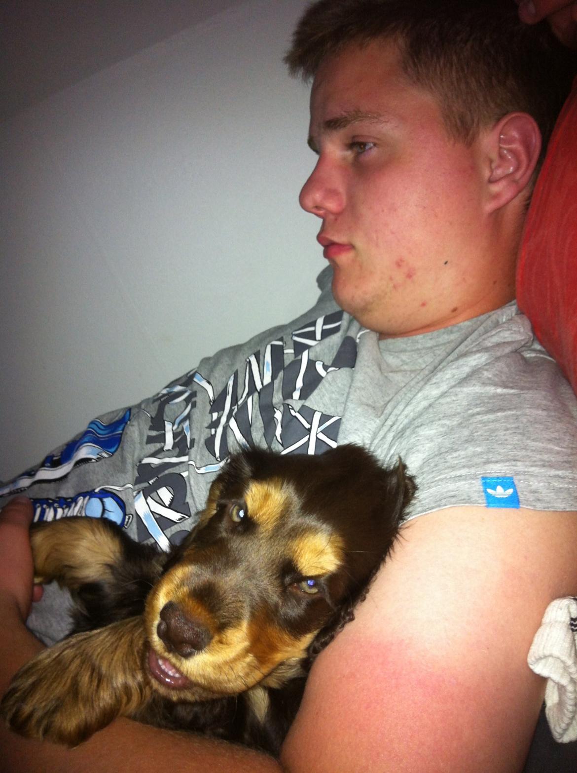 Cocker spaniel Dexter Breum (Silent Dawn Amazing Zack) billede 4