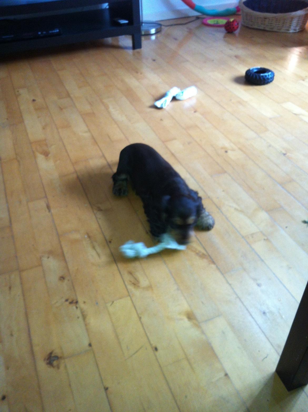 Cocker spaniel Dexter Breum (Silent Dawn Amazing Zack) billede 6