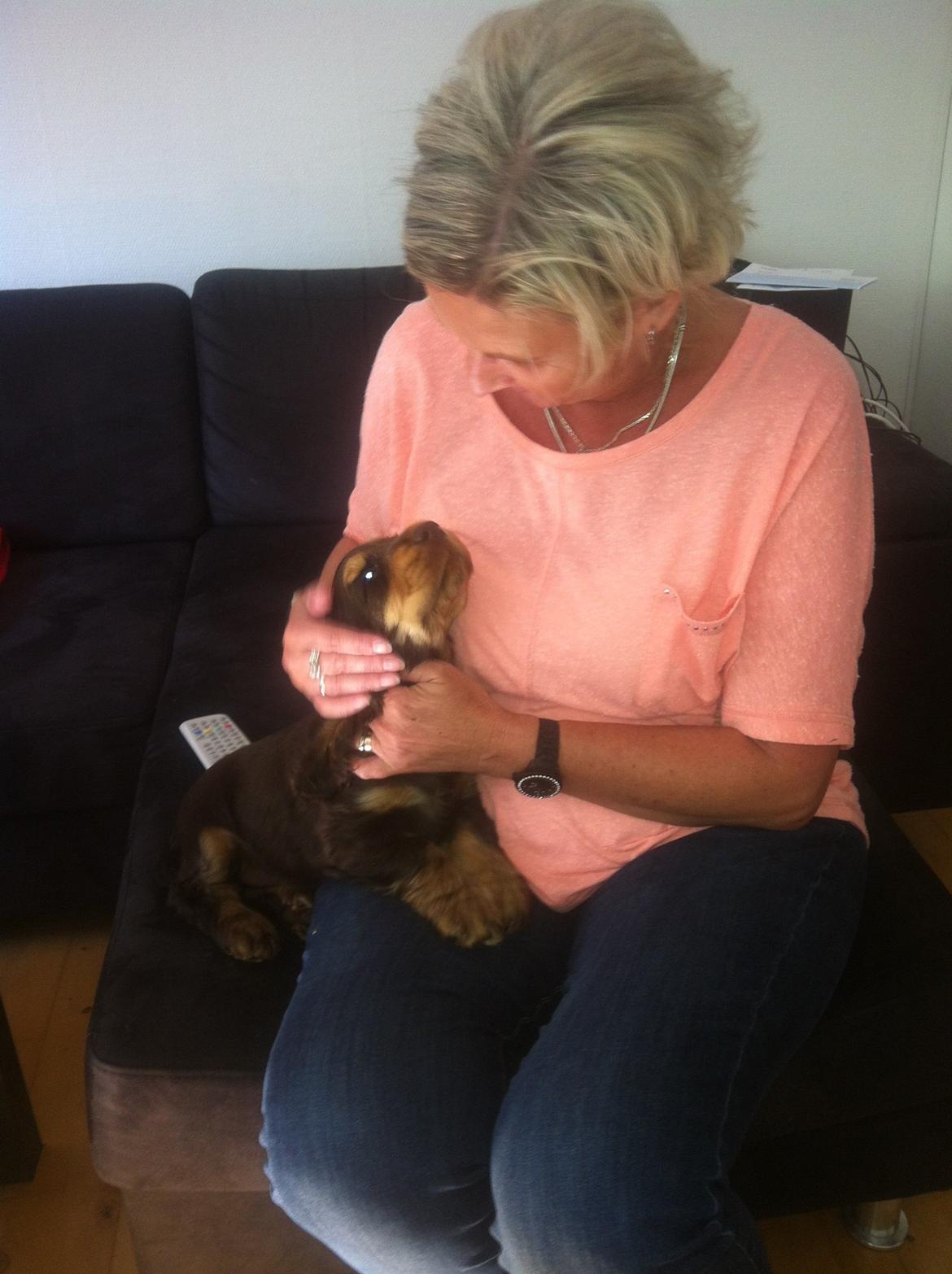 Cocker spaniel Dexter Breum (Silent Dawn Amazing Zack) billede 5