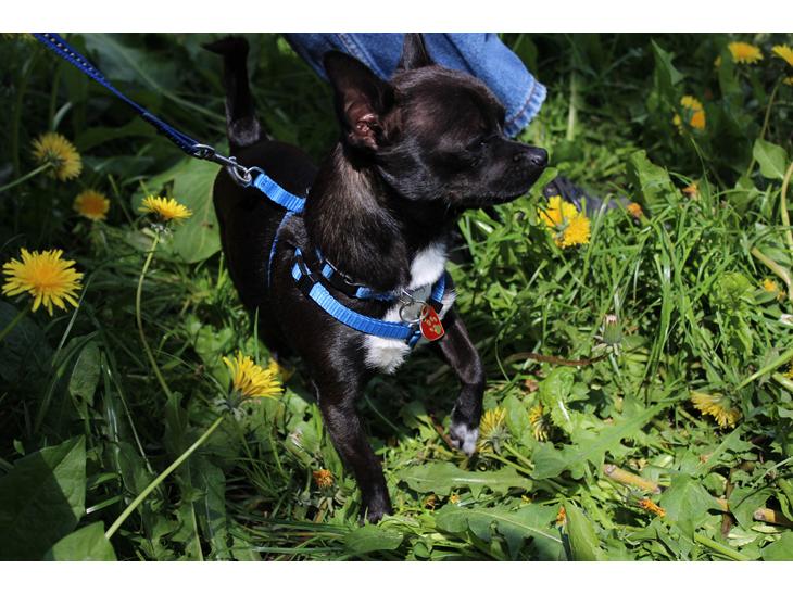 Chihuahua Lukas billede 1