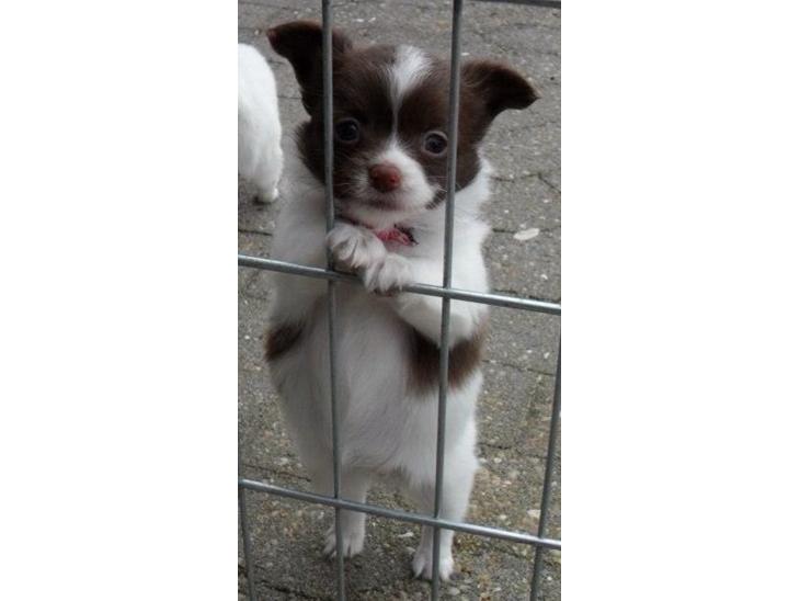 {{currentPhoto.altText}} billede {{currentPhoto.number}}