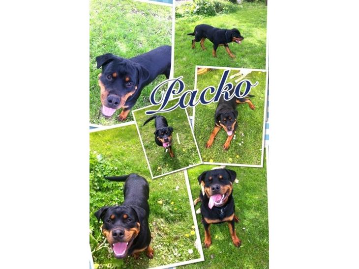 Rottweiler Packo billede 1