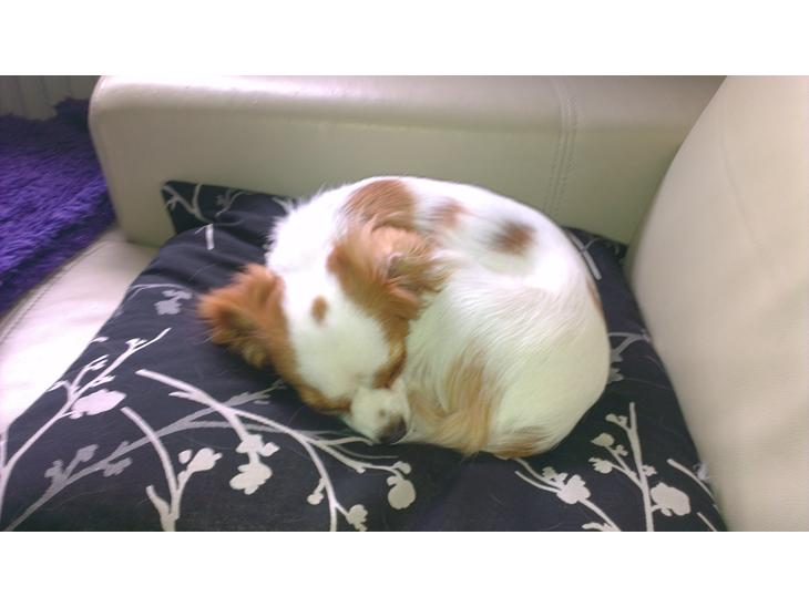 Cavalier king charles spaniel Bailey billede 1
