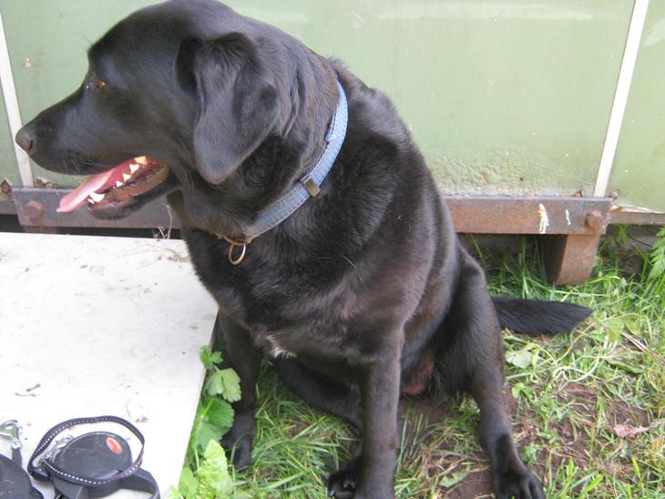 Labrador retriever sorte billede 1