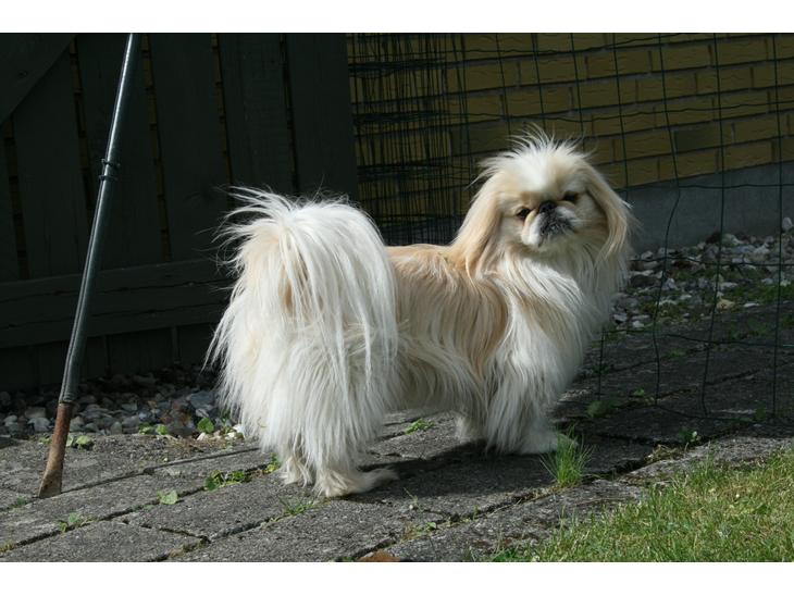 {{currentPhoto.altText}} billede {{currentPhoto.number}}