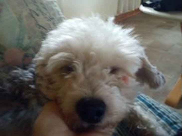 {{currentPhoto.altText}} billede {{currentPhoto.number}}