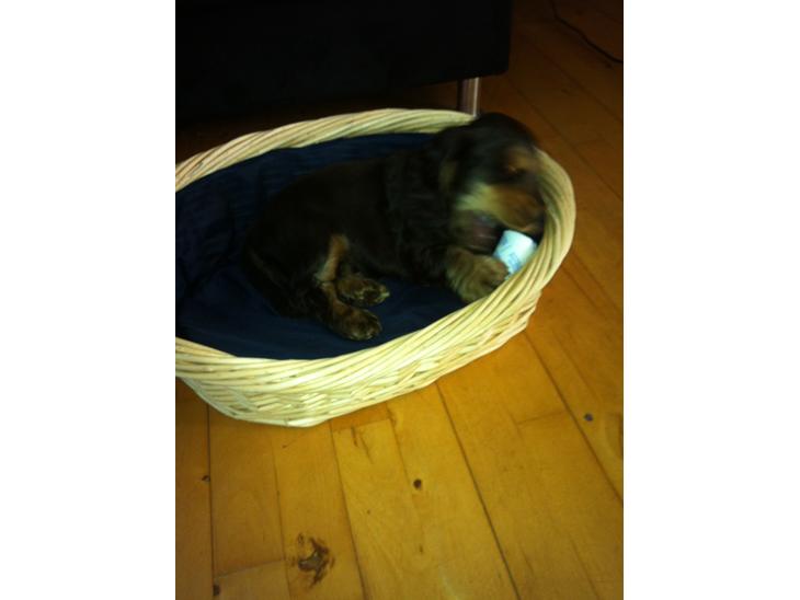 Cocker spaniel Dexter Breum (Silent Dawn Amazing Zack) billede 1