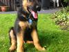 Schæferhund Ziko