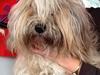 Tibetansk terrier Cospa
