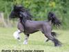 Chinese crested hårløs Nova