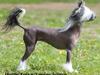 Chinese crested hårløs Ying ying