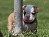 Olde english bulldogge Drue's Laura