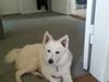 Samojedhund Molly
