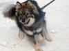 Finsk lapphund Balto