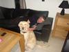 Golden retriever Daizy