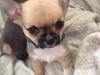 Chihuahua Teemo