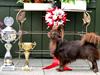 Chihuahua 1414's Mozart