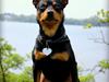Dvaergpinscher Chico