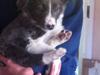 Border collie Molly