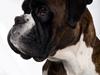 Boxer Loui [ Himmelhund]