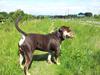 Olde english bulldogge Bulltok´s Basse