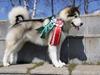 Alaskan malamute My Alaskan Final Dash (Koda)