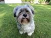 Lhasa apso Frido