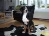 Grosser schweizer sennenhund Hundebølls Kesler  (Himmelhund) [Tidl. hund]