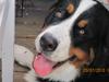 Berner sennenhund maisie