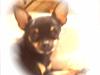 Chihuahua fie