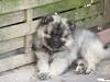 Keeshond Molly