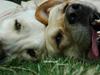Labrador retriever Senta [BABY]