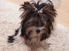 Biewer yorkshire terrier Hamila