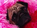 Mops Sally