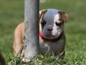 Olde english bulldogge Drue's Laura