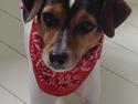 Dansk svensk gaardhund Molly