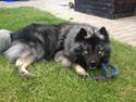 Eurasier Biker (Beiker)