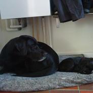 Blanding af racer Charlie <3