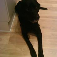 Blanding af racer Charlie <3