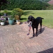 Blanding af racer Charlie <3